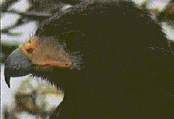 Ramos' bird-form